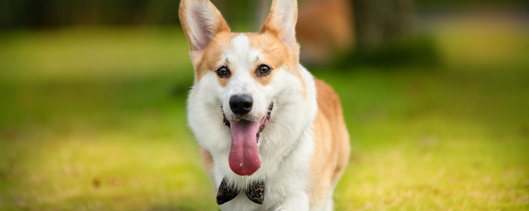 宠物犬疫苗周期 宠物犬疫苗周期是多久