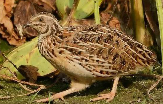 剩饭养鹌鹑宠物 剩饭可以养鹌鹑宠物