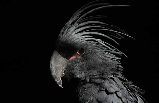 黑棕榈凤头鹦鹉多少钱 黑棕榈凤头鹦鹉多少钱一只