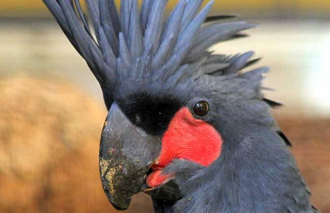 棕榈葵花凤头鹦鹉价格 棕榈葵花凤头鹦鹉价格多少