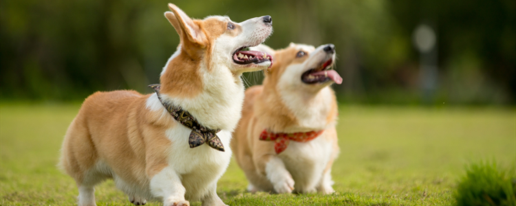 柯基会不会吵闹 柯基会吵吗