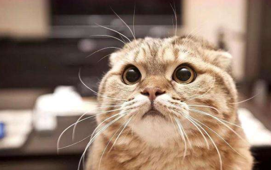 猫咪吃什么东西发腮 猫咪吃肉类食物发腮