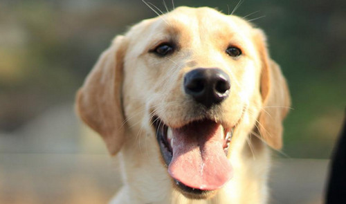 狗狗走丢最迟多久会自己回来