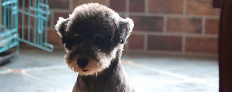 雪纳瑞怀孕60多天了不知道啥时候生 雪纳瑞生产时间