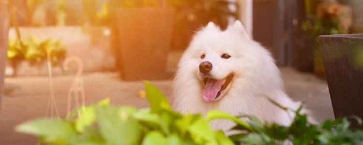 萨摩耶长多高多长 萨摩耶可以长多高