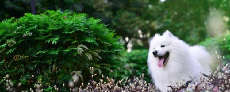 怎么挑选健康的萨摩耶幼犬 萨摩如何挑选