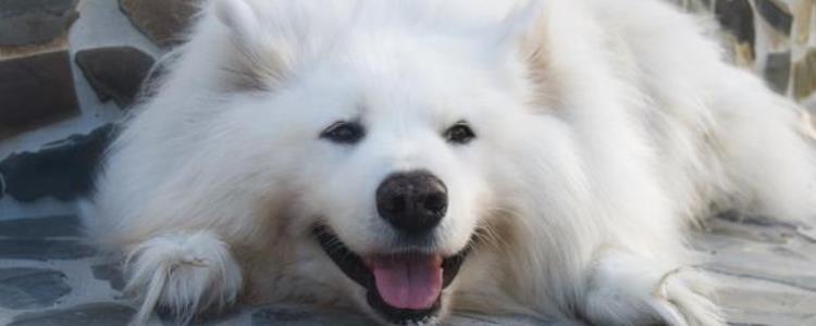 萨摩耶犬训练教程 萨摩耶犬训练技巧