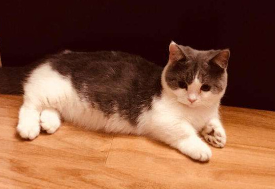 曼基康猫粘人吗 曼基康猫很粘人