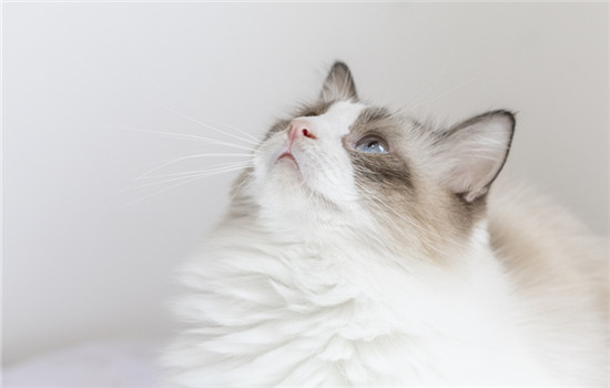 布偶猫多大开始粘人 布偶猫两三个月开始粘人