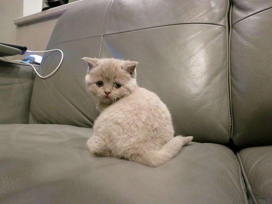 2个月小猫非常瘦小怎么办 2个月小猫非常瘦小的原因