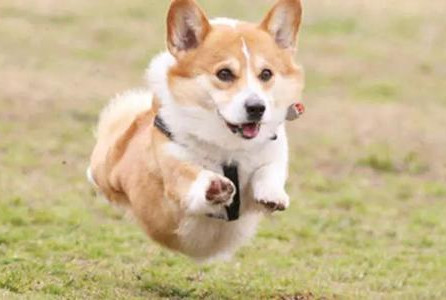 柯基分为哪几种 柯基分为几类