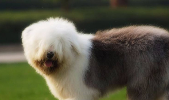英国古代牧羊犬掉毛吗 英国古代牧羊犬掉毛