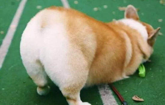 柯基的屁股不能摸吗 柯基的屁股能摸