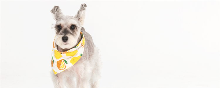 雪纳瑞要不要断甲 雪纳瑞能不能断甲