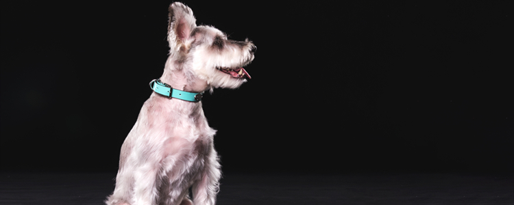 雪纳瑞可以长到几斤 雪纳瑞长到几斤不会再长