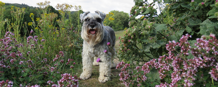 雪纳瑞可以吃鸡蛋吗 雪纳瑞吃鸡蛋会怎么样