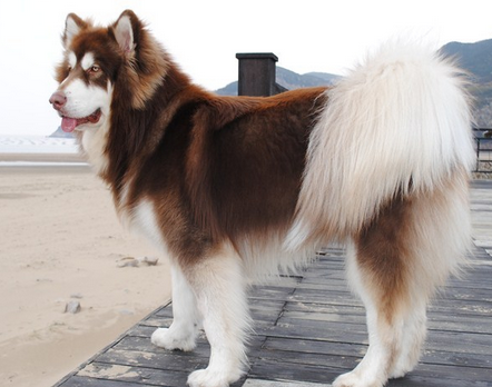 阿拉斯加掉毛吗 阿拉斯加掉毛厉害