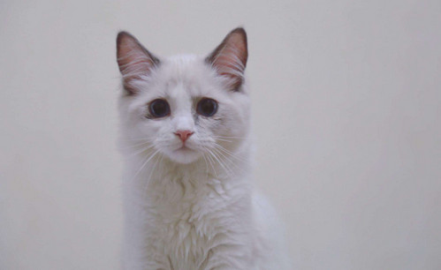 猫消化不良怎么办解决方法 猫咪猫消化不良怎么办