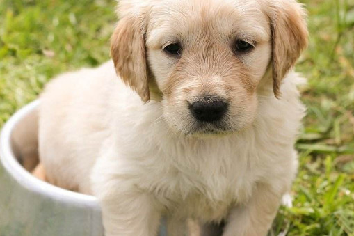 狗身上什么细菌传染人 狗身上什么细菌能传染上人