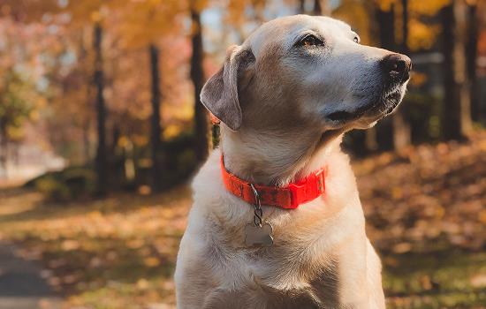 怎麼區分犬瘟和感冒 如何區分犬瘟和感冒