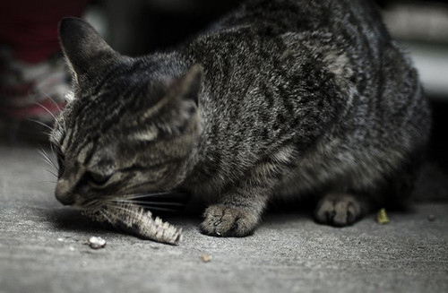 野猫生的小猫能养吗 野猫生的小猫能不能养
