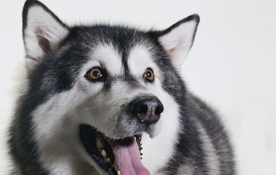 阿拉斯加多大可以生育 阿拉斯加一岁半后可以生育