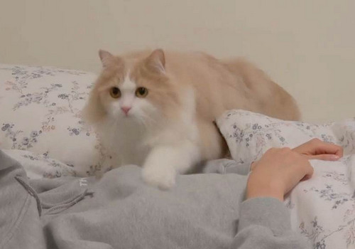 猫咪靠什么分辨主人 猫咪通过什么分辨主人