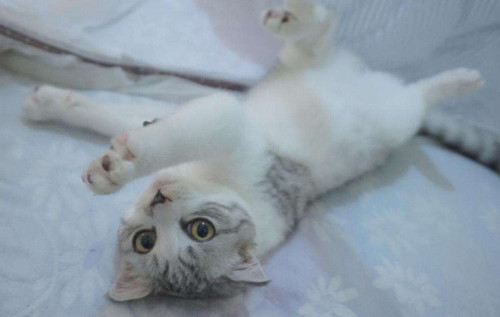 幼猫怎么分辨蓝双还是海双 海双蓝双小时候怎么区分