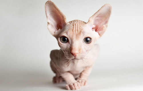 斯芬克斯猫怎样看纯不纯 斯芬克斯猫怎样看品相