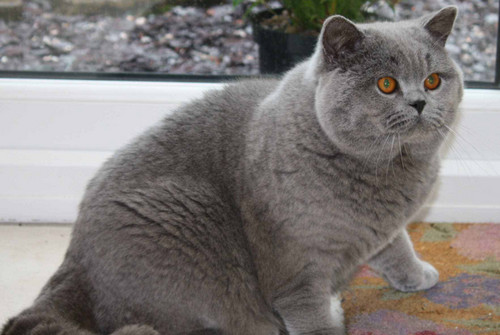 英短猫吃什么食物 英短猫喜欢吃什么