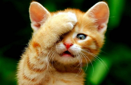 小猫肛门突出正常么 小猫肛门突出是不正常的表现