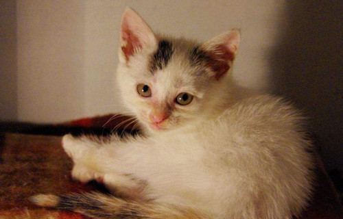 一个月的小猫可以洗澡吗 最好是不要洗澡