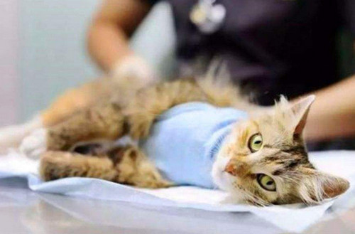 猫咪绝育手术后多久吃东西 绝育后8～12小时可以吃东西