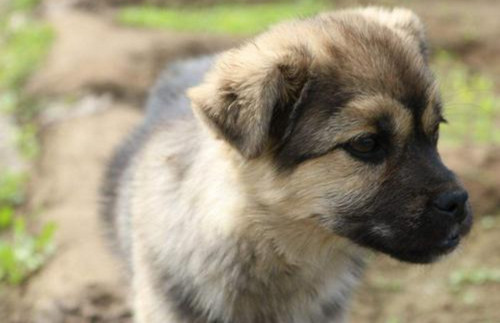 犬瘟是什么原因引起的 引起犬瘟的原因