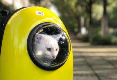 猫咪放猫包里去商场吗 猫咪放猫包里可以去商场吗