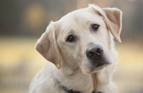 狗狗可以吃猪肝吗 狗狗是可以吃猪肝的