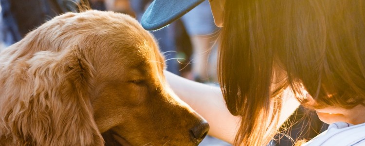 金毛犬好养活吗 金毛犬好养吗