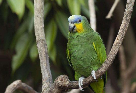 亚马逊鹦鹉黄翼蓝帽图片