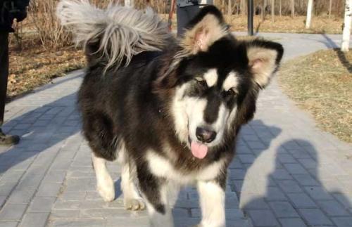 阿拉斯加想咬人有什么前兆 阿拉斯加想咬人的前兆