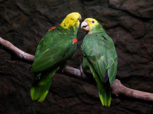 双黄头亚马逊鹦鹉吃什么 双黄头亚马逊鹦鹉的喂食要点