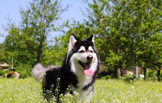 阿拉斯加犬怎么训练上厕所 阿拉斯加训练上厕所