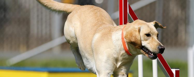 如何控制犬瘟热 犬瘟热预防