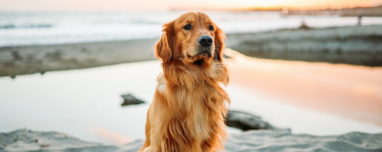 金毛一顿吃多少狗粮 金毛一顿吃多少狗粮合适