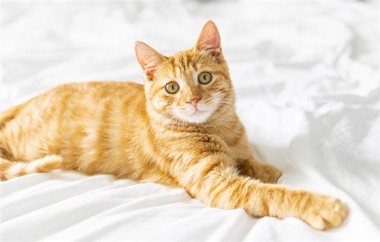 橘猫嘴唇黑斑怎么回事 橘猫嘴唇黑斑的原因