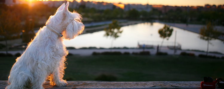 3个月的雪纳瑞怎么养 3个月的雪纳瑞吃什么