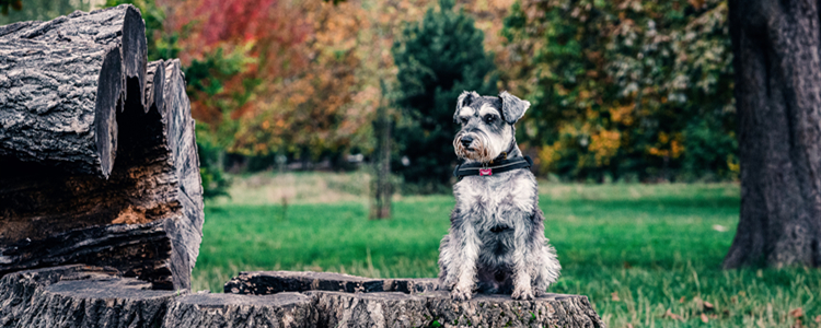 4个月雪纳瑞怎么喂 4个月雪纳瑞喂养注意事项