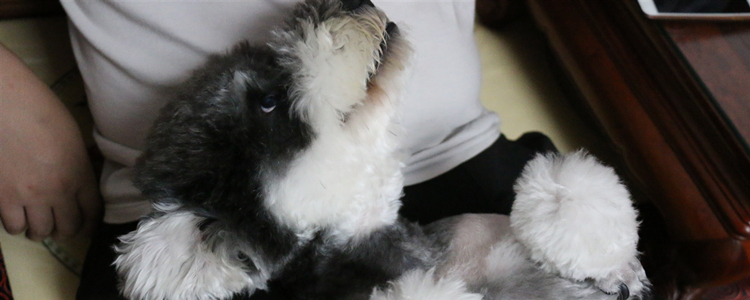 迷你雪纳瑞被认可的颜色 迷你雪纳瑞什么颜色被认可