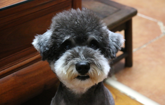 怎么挑选雪纳瑞幼犬 挑选雪纳瑞幼犬的要点