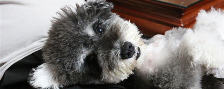 怎么挑雪纳瑞幼犬 挑雪纳瑞幼犬