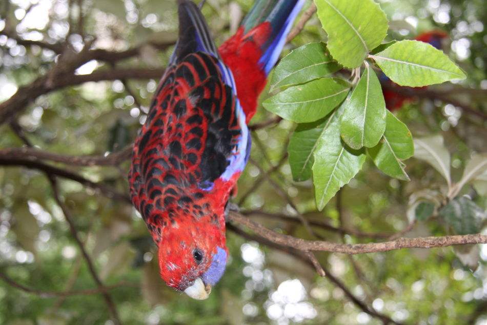 深红玫瑰鹦鹉一年几窝 深红玫瑰鹦鹉一年繁殖几窝